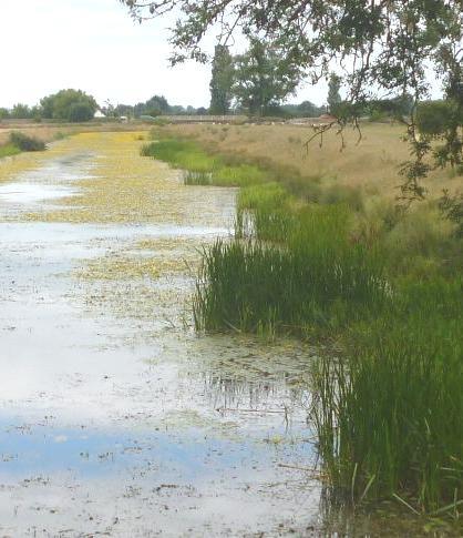 A fill dyke summer